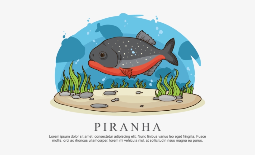Piranha Vector Illustration - Illustration, transparent png