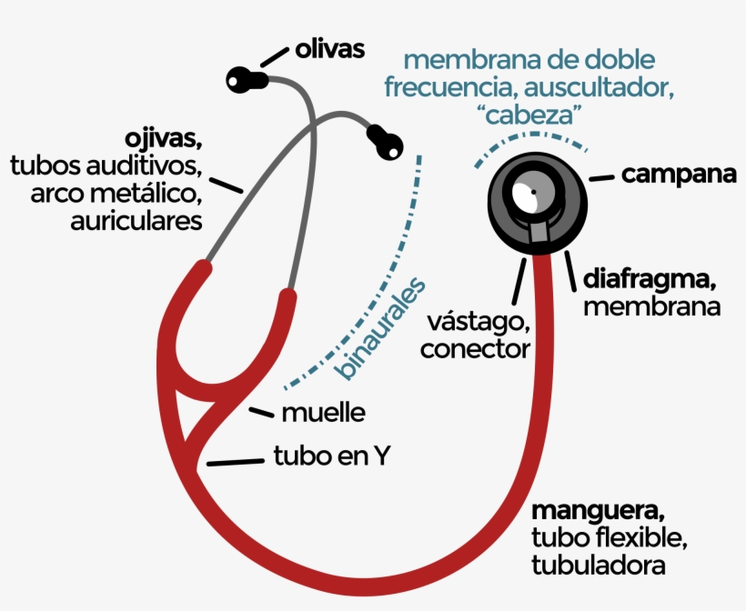 Open - Estetoscopio Con Sus Partes, transparent png