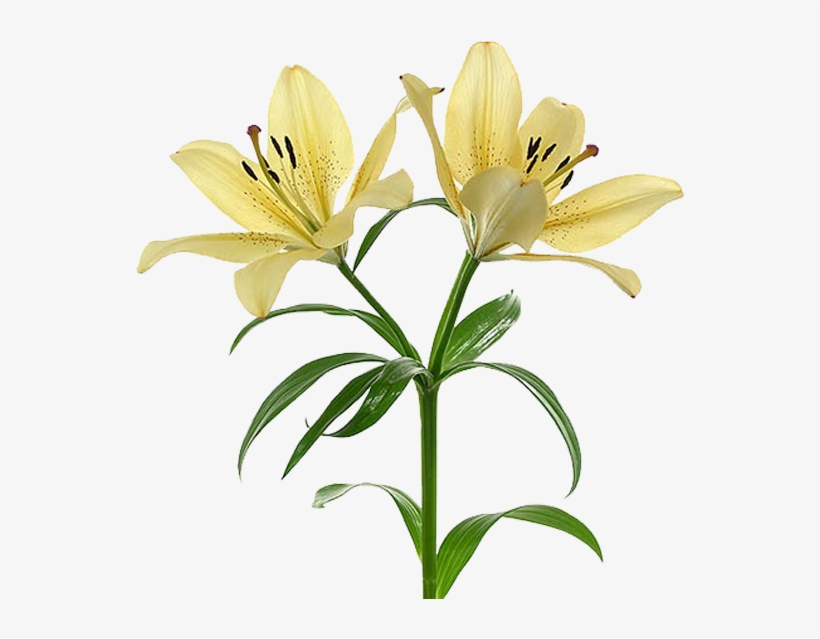 Flor Mes De Nacimiento Lirio - Lirio Flor Png, transparent png