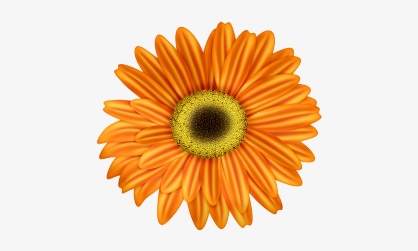 Flores Margaritas De Colores Animadas, transparent png