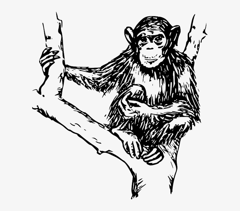 Drawing, Tree, Branches, Holding, Hairy, Chimpanzee - Chimpanzee Clipart Black And White, transparent png