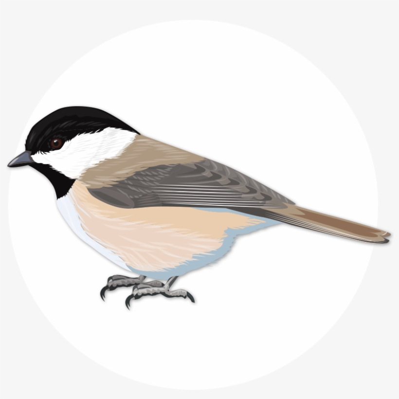 Chickadee Vector North Carolina Svg Free - Carolina Chickadee, transparent png