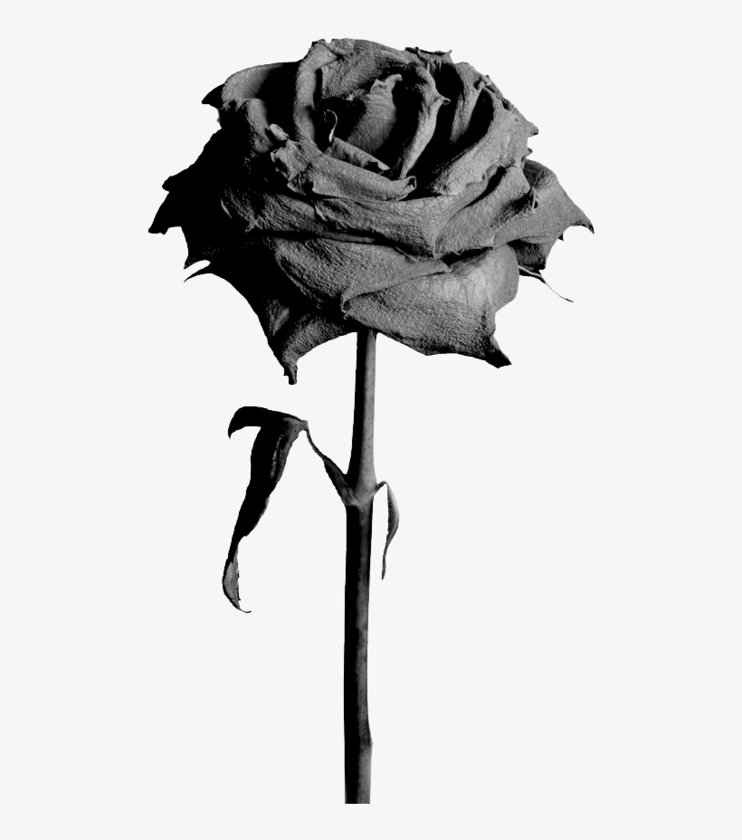 Black Roses - Flowers Png Rose Black, transparent png