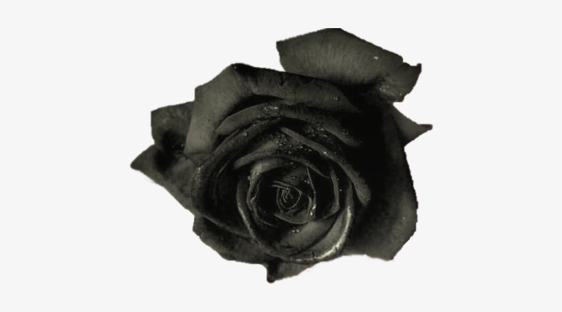 Black Roses - Blue Rose, transparent png