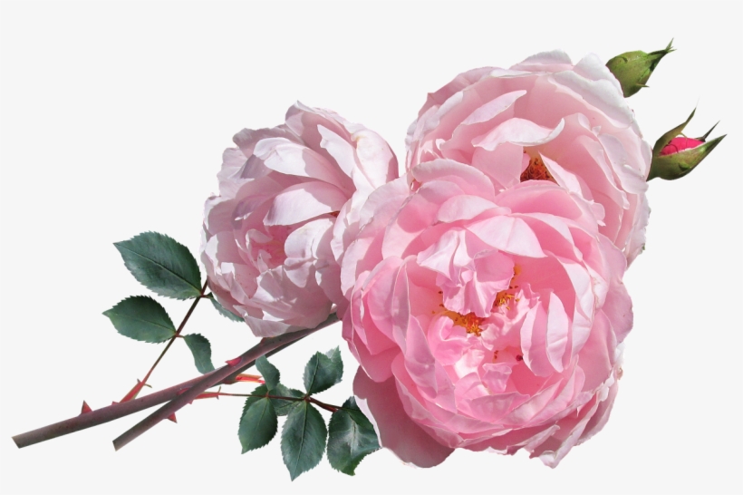 Where To Find The Perfect Flowers For Mother - David Austin Rose Png, transparent png