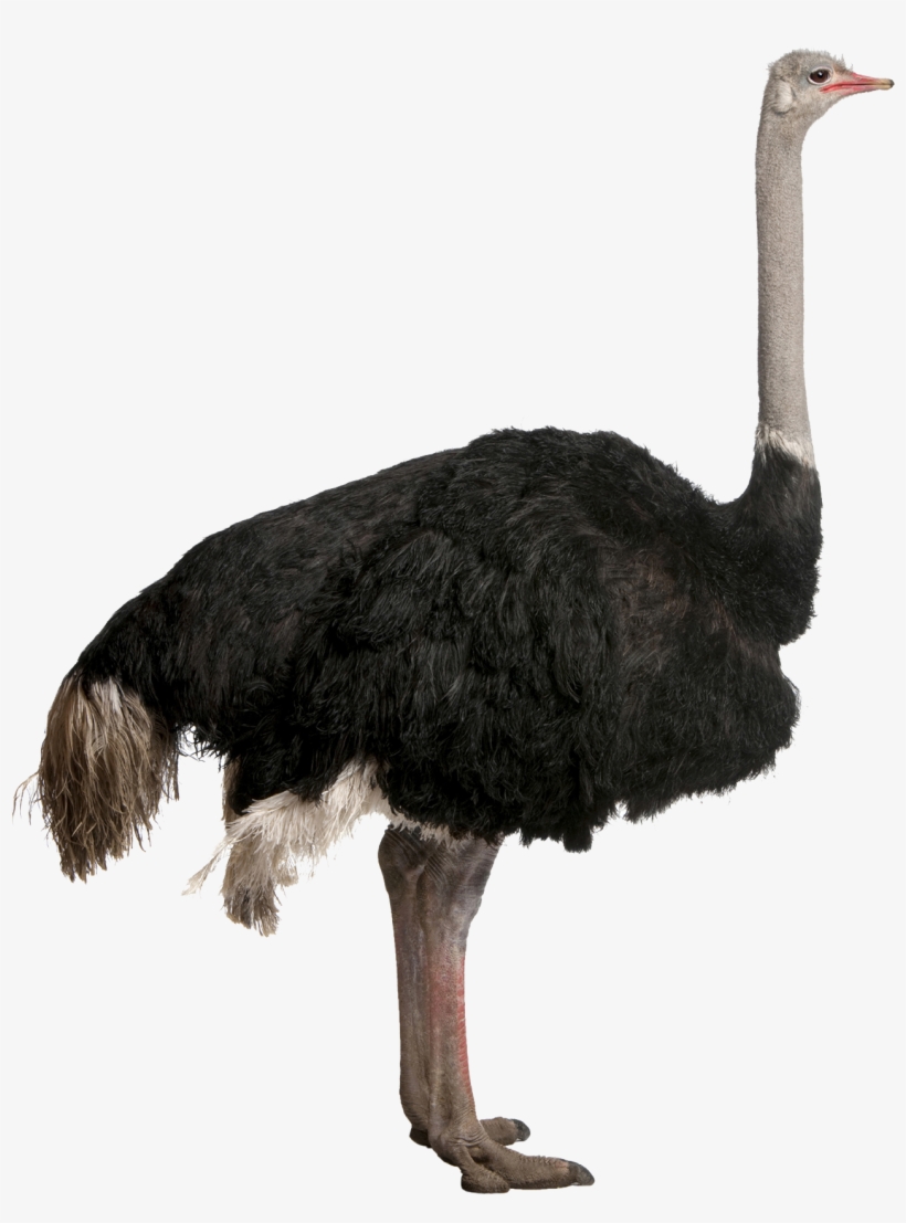 Ostrich Png File - Ostrich Png, transparent png