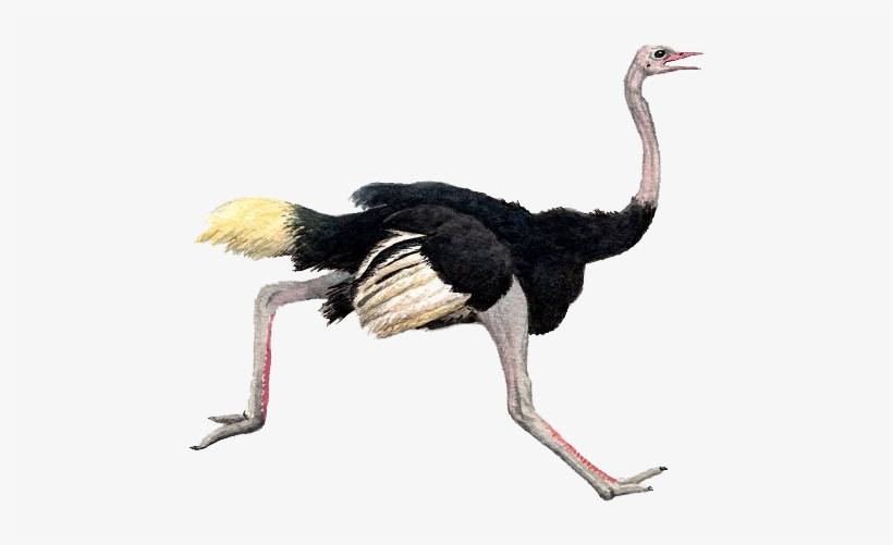 Ostrich Png Pic - Ostrich Png, transparent png