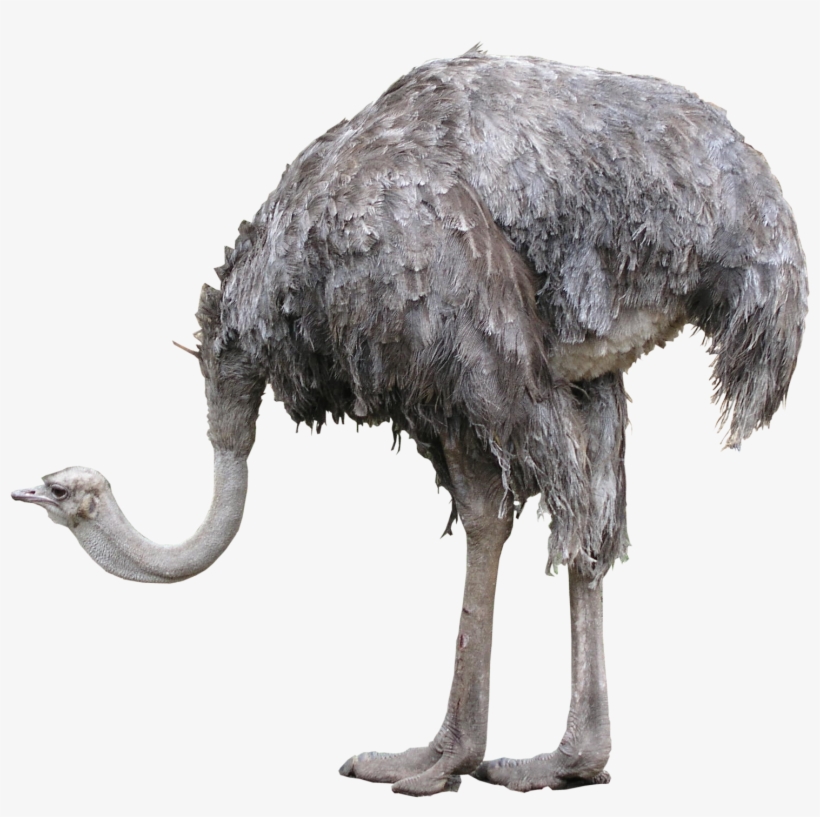 Ostrich Png Photos - Ostrich Png, transparent png
