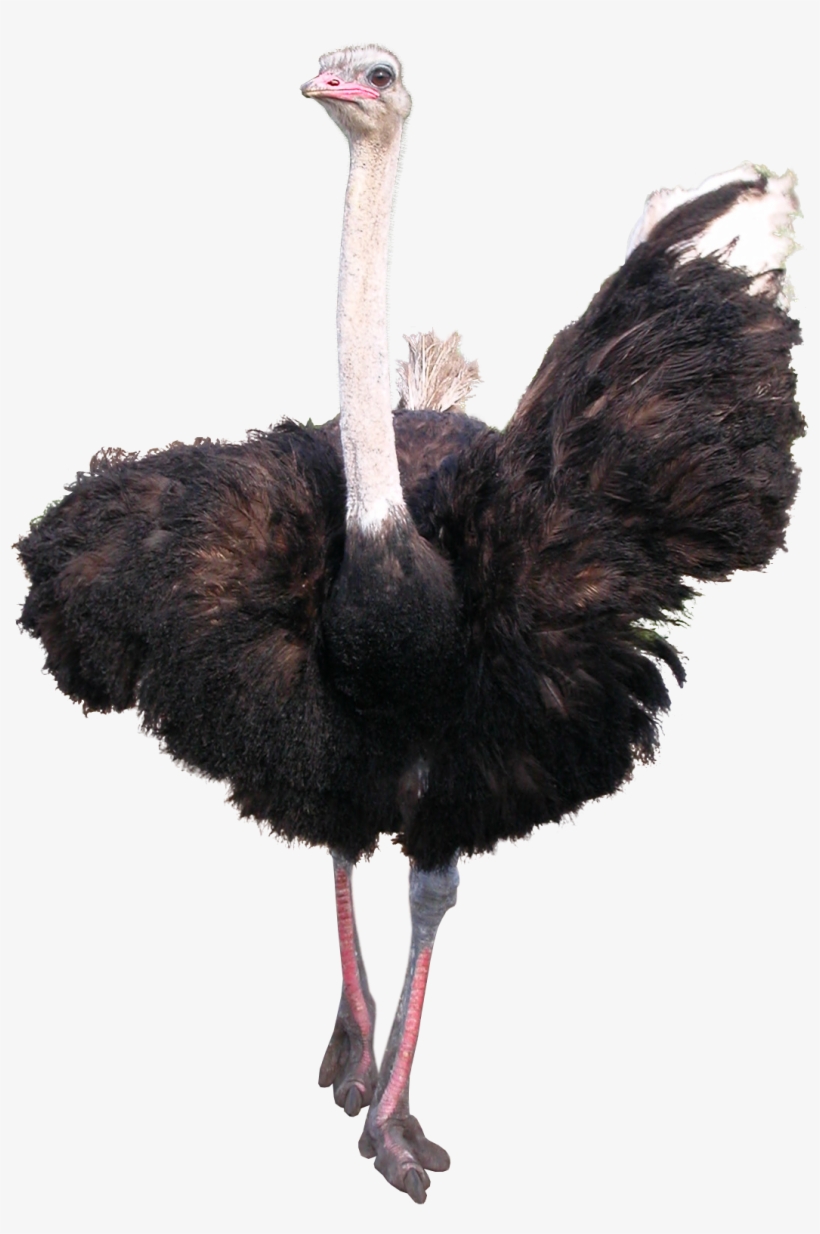 Ostrich Png - Animal Png, transparent png