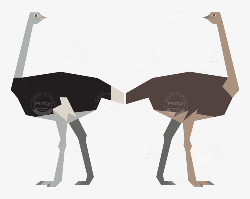 Male And Female Ostrich - Ostrich Illustration, transparent png