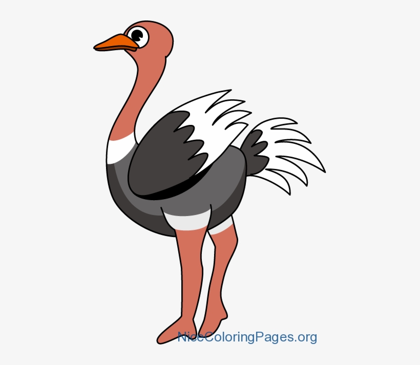 Ostrich Clipart - Ostrich Clip Art, transparent png