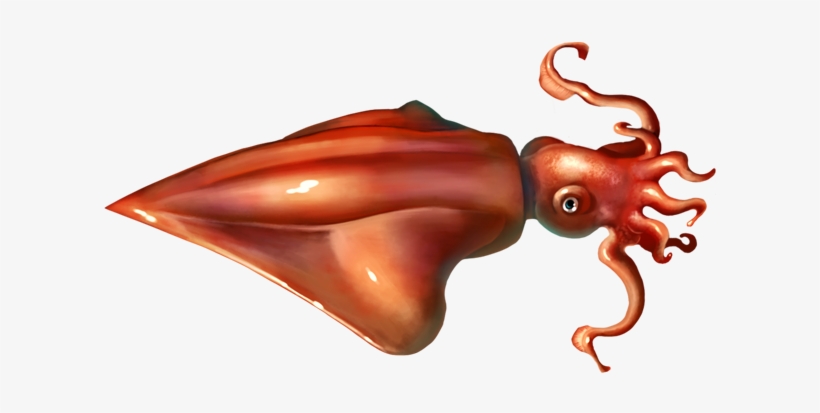 Squid Png Picture - Squids Png, transparent png