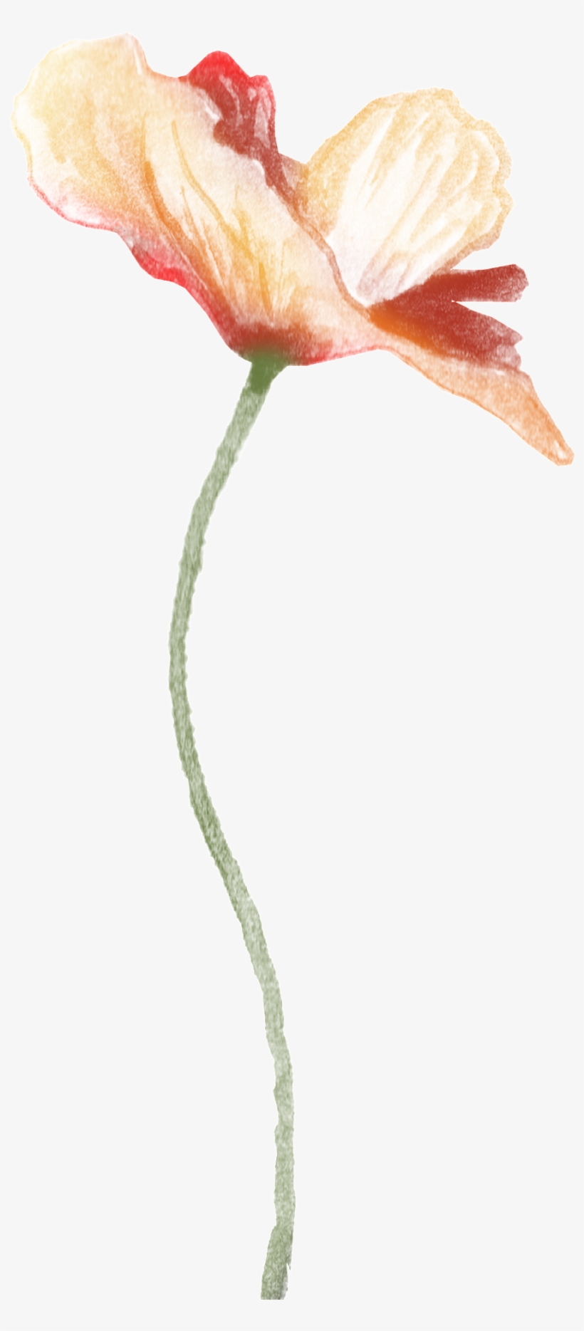 This Graphics Is White Flower Transparent Decorative - Portable Network Graphics, transparent png