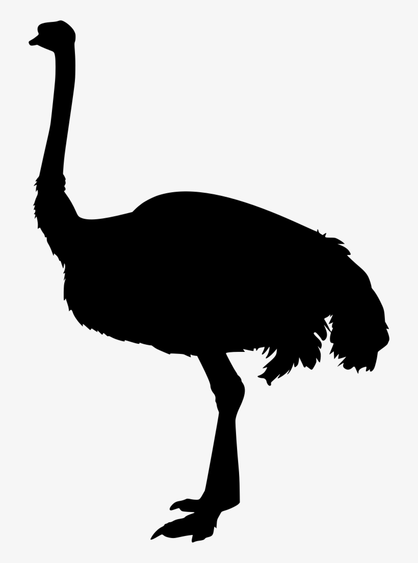 Download Png - Common Ostrich, transparent png