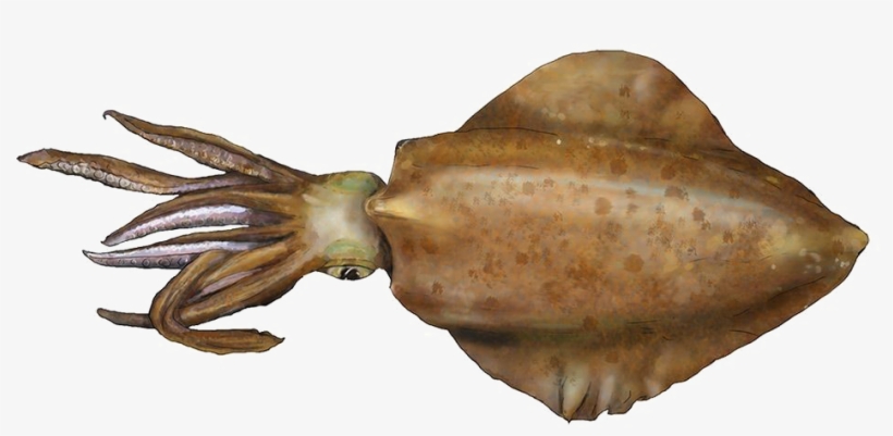 Squid Png Download Image - South Australian Squid, transparent png