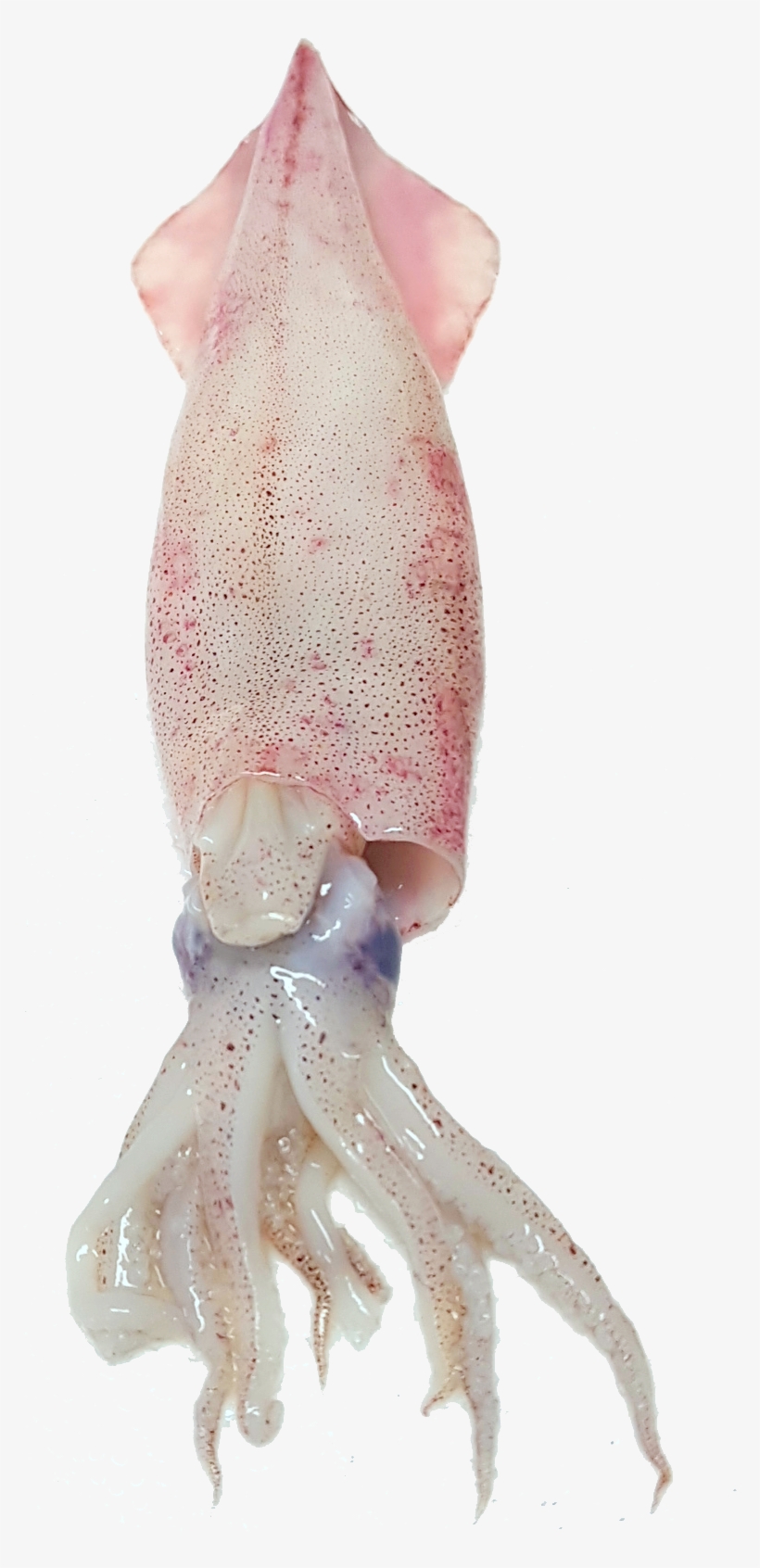 Squid Free Png Image - Octopus, transparent png