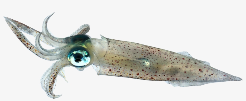 Picture Free Library Octopus Facts Dk Find Out Dctm, transparent png