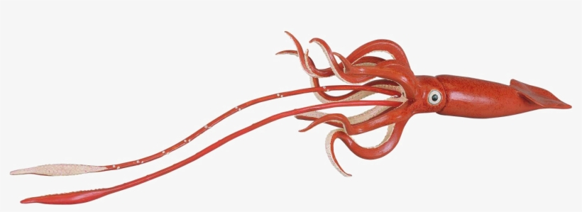 Giant Squid Png Hd - Giant Squid Png, transparent png
