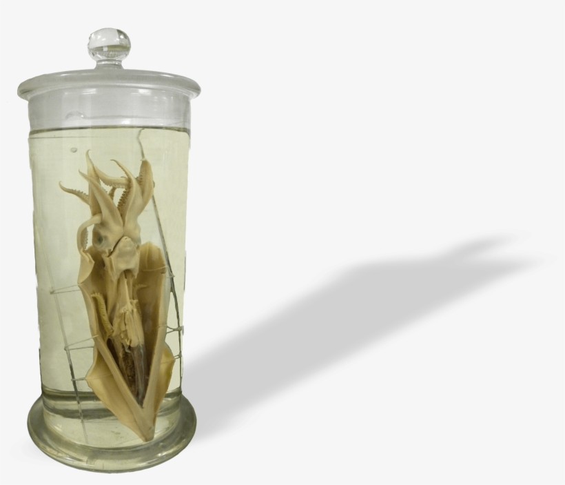 Fluid Preserved Specimens - Squid, transparent png
