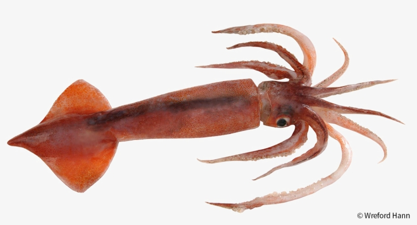 Antarctic Squid Png Image - Arrow Squid, transparent png