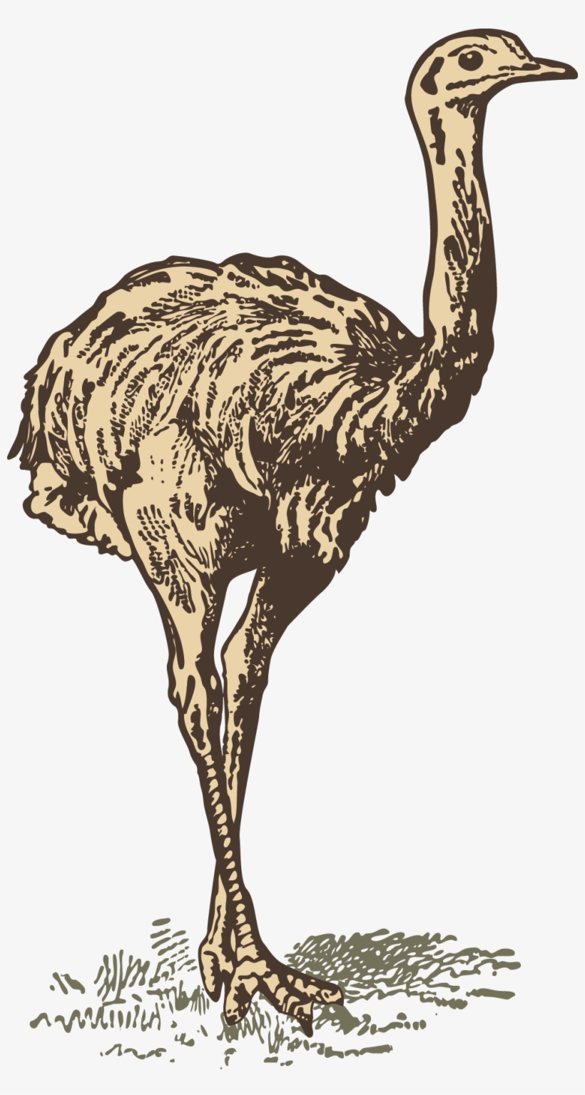 Common Ostrich Download Drawing - Drawing, transparent png
