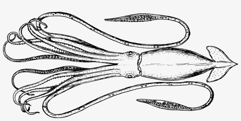 Squid Cephalopod Metasepia Pfefferi Octopus Cuttlefishes - Cephalopod, transparent png