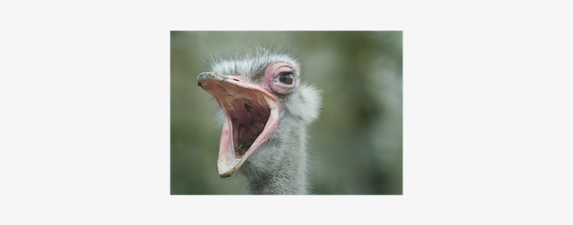 Common Ostrich, transparent png