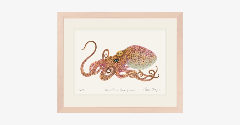 California Two Spot Octopus, transparent png