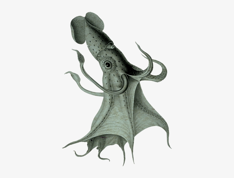 Rusty Willoughby, transparent png