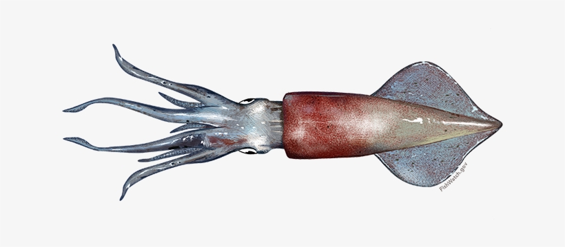 Longfin Squid - Squid, transparent png