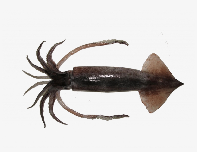 Lesser Flying Squid - Squid Mouth, transparent png