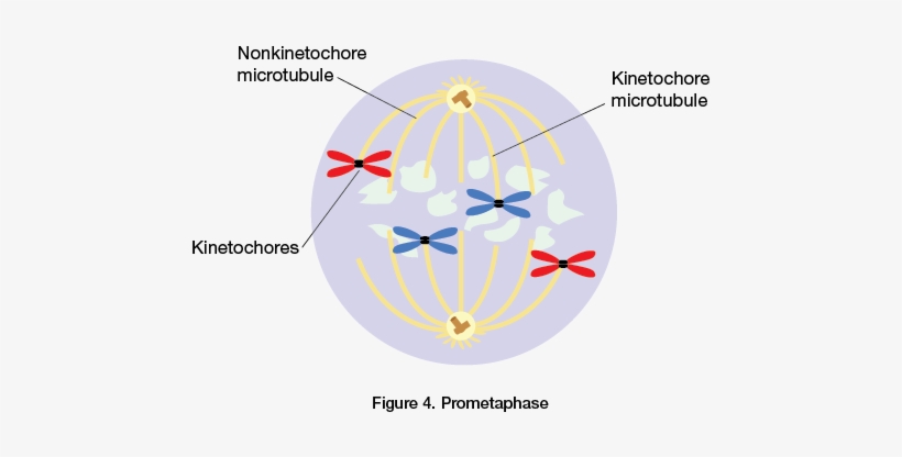 Prometaphase Cell Cycle, Ap Biology, The Cell, Prepping, - Nonkinetochore Microtubules, transparent png