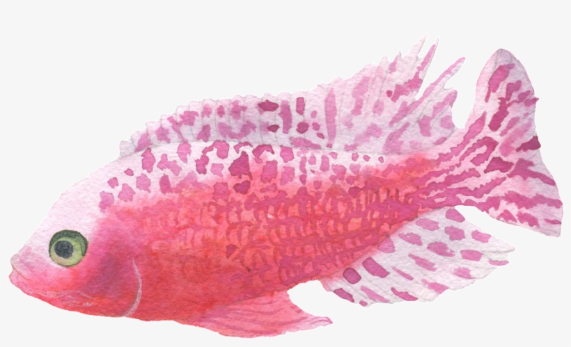 Red Spotted Fish Watercolor Transparent Decorative - Watercolor Painting, transparent png