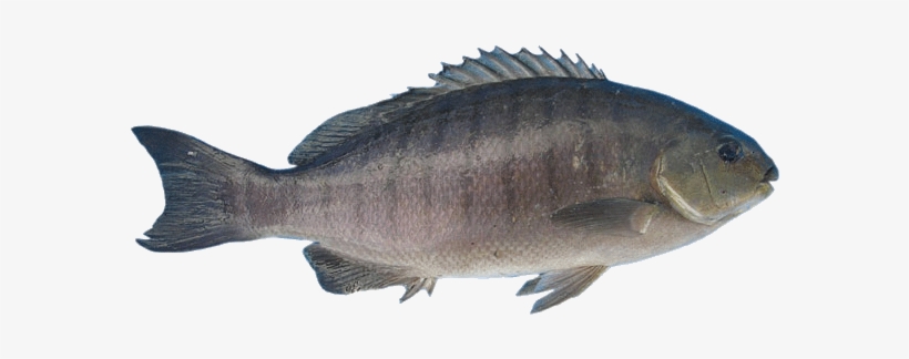 Black-fish - Bass, transparent png