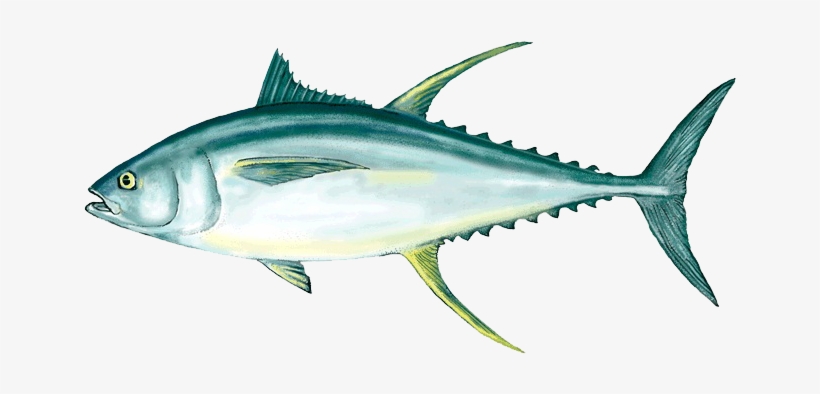 Ahi Tuna Png Clipart - Tuna Fish Png, transparent png