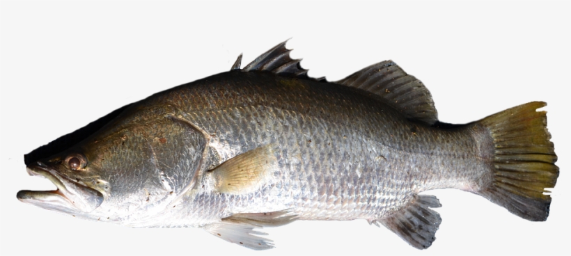 Fish Png - Peixe Png, transparent png