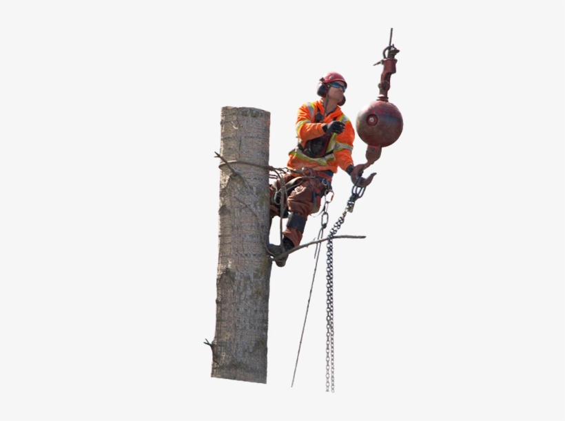 Stump Grinding Is The Process Of Removing A Stump With - Tree, transparent png