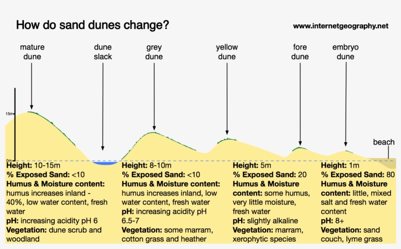 How Do Sand Dunes Change With Distance From The Beach - Beach, transparent png