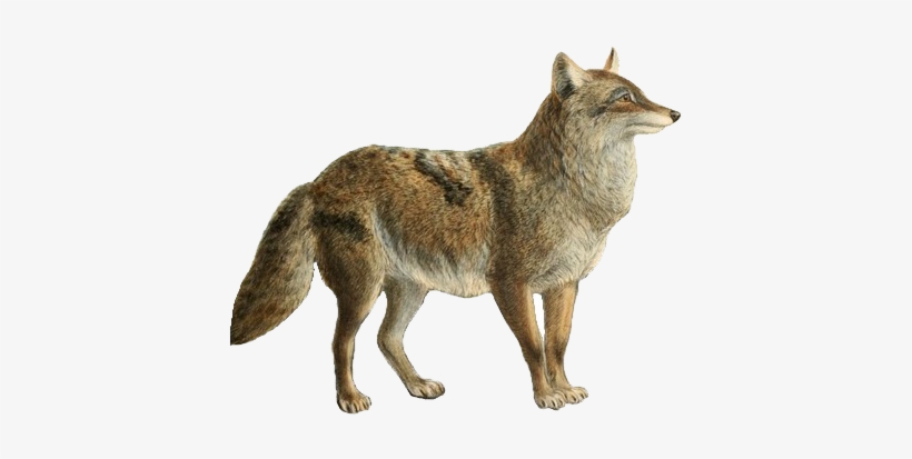 Dogs, Jackals, Wolves, And Foxes - Canis Falconeri, transparent png
