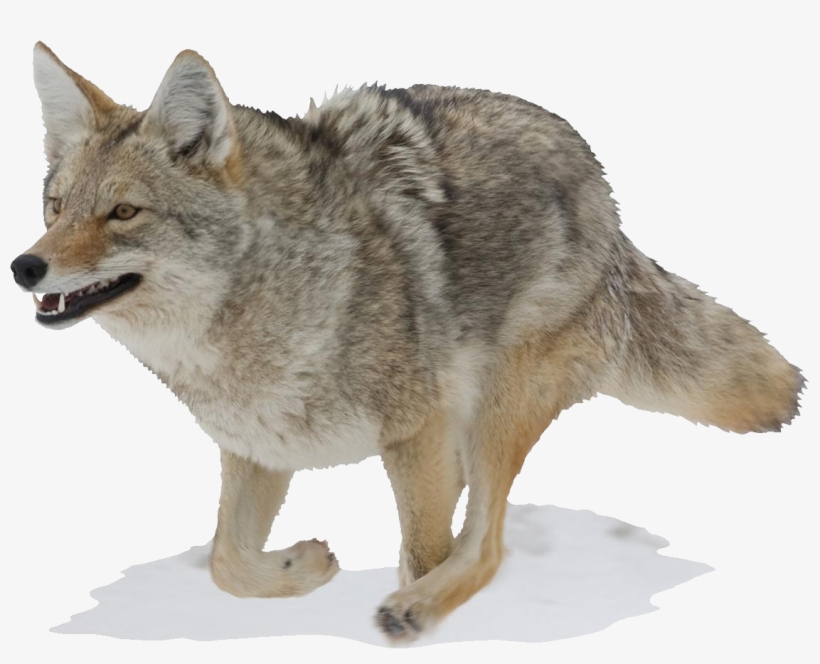 Mossy Oak Graphics Running Coyote Indoor Wall Graphic, transparent png