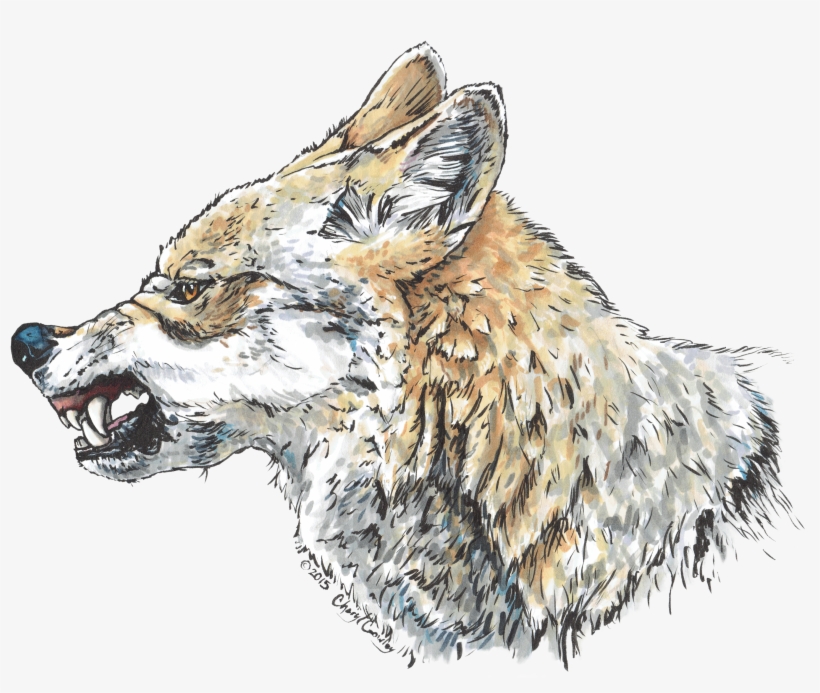 "anger Of The Wolf" My First Illustration Using My - Fox Side View Snarling, transparent png