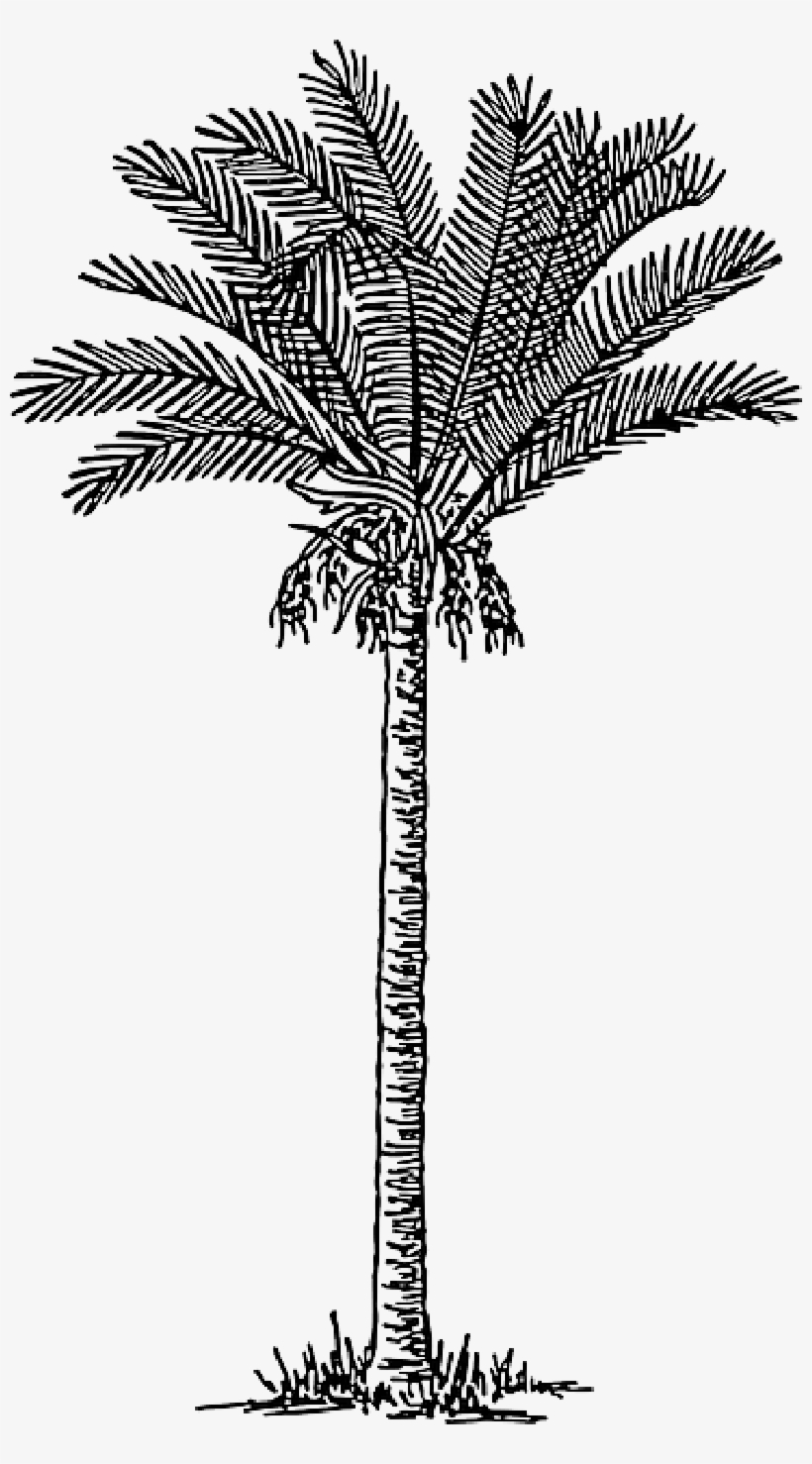 Mb Image/png - Palm Trees Png Drawing, transparent png