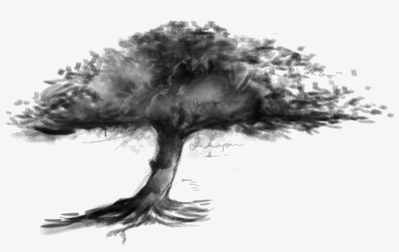 Picture Library Tree Sketch Transprent Png Free Download - Dibujo De Un Arbol Con Sombra, transparent png