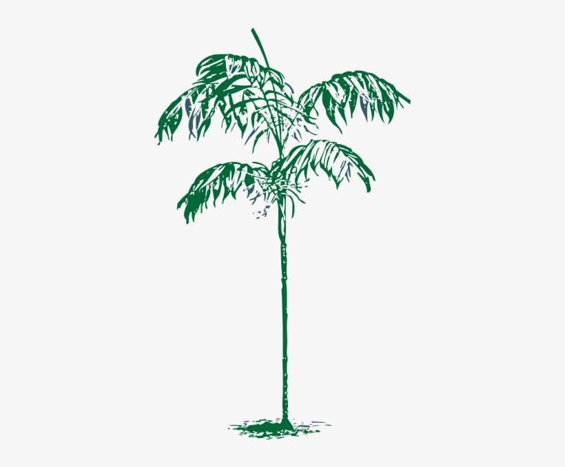 Sketch Clipart Palm Tree - Palm Trees Sketches Clipart, transparent png
