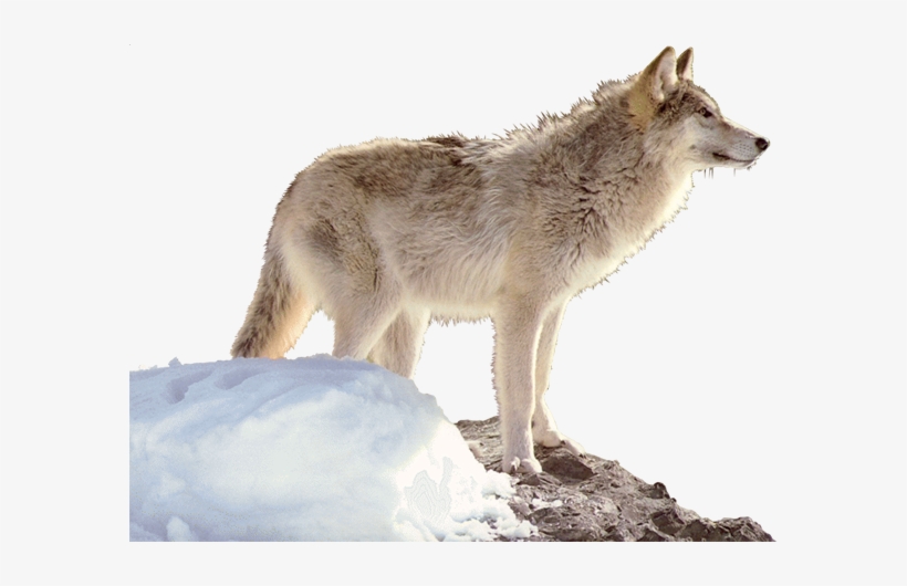 Wa-33 - Portable Network Graphics, transparent png