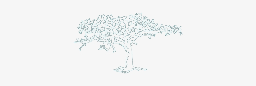 Frankincense Resin Essential Oil - Frankincense Tree Png, transparent png