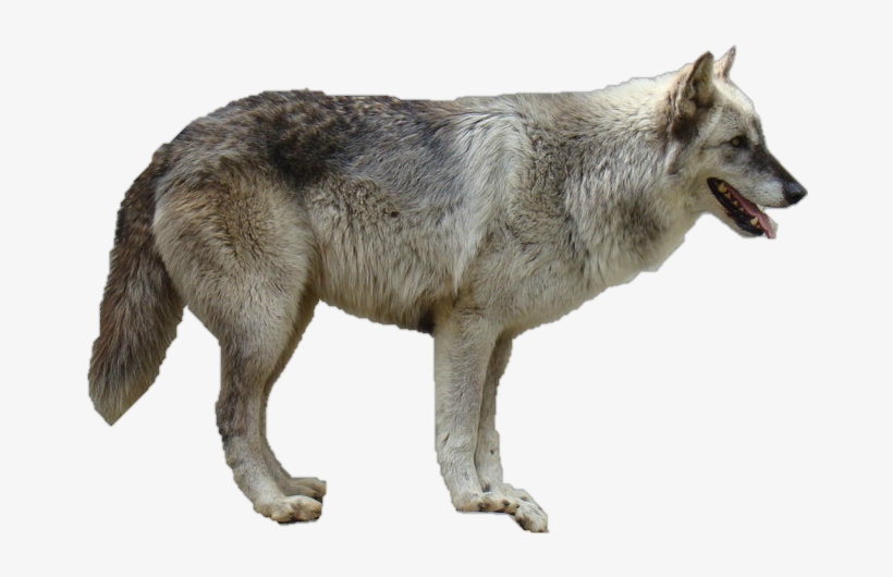 Coyote Clipart White Background - Gray Wolf No Background, transparent png