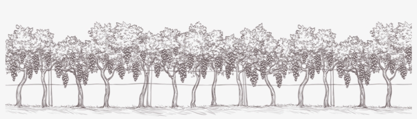 Ayres Vineyard Home Illustration Trees - Vineyard Png, transparent png