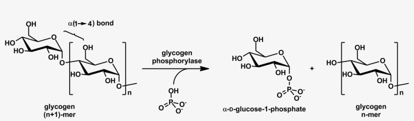 Glycogen Phosphorylase Stereo - Glycogen Phosphorylase Mechanism, transparent png
