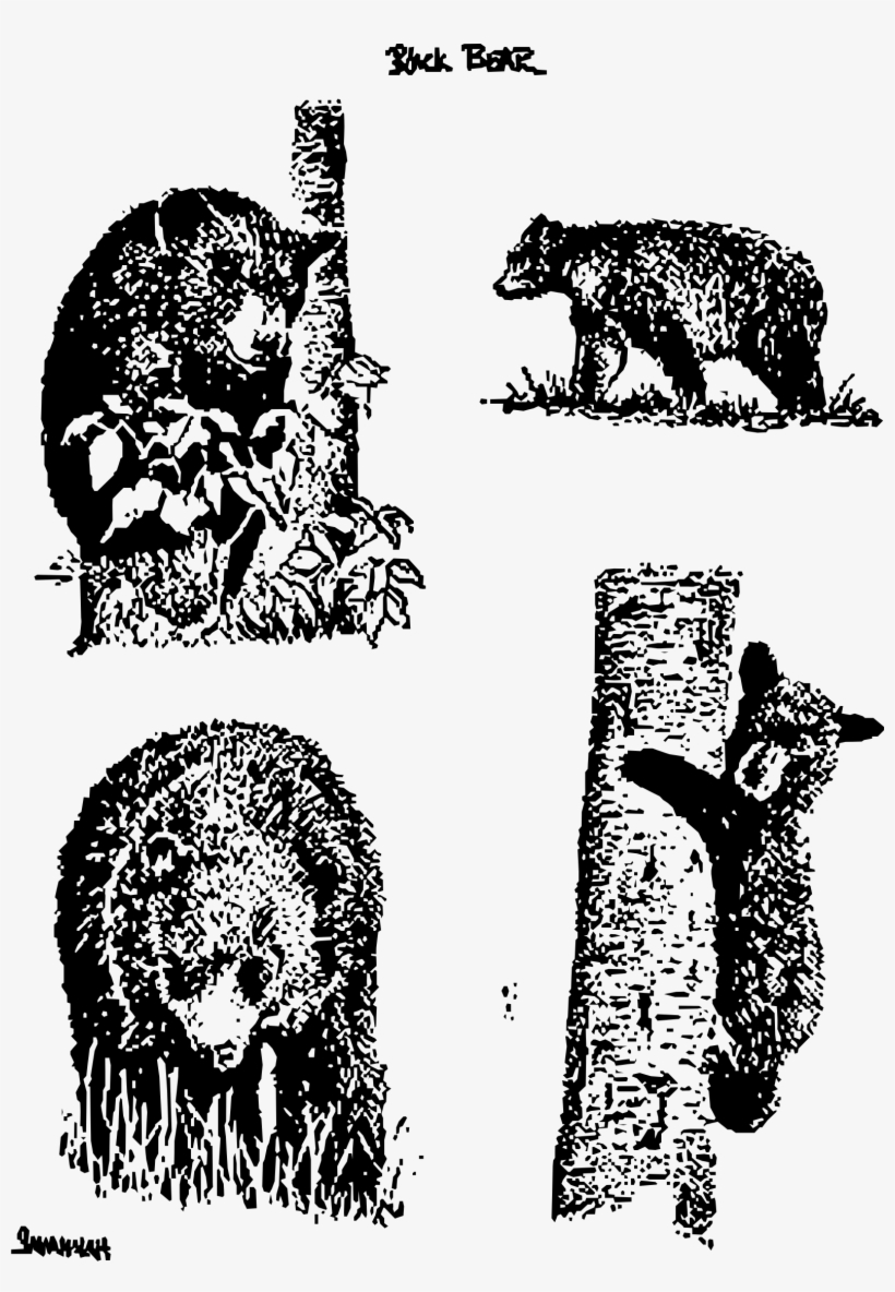 Bears Png, transparent png